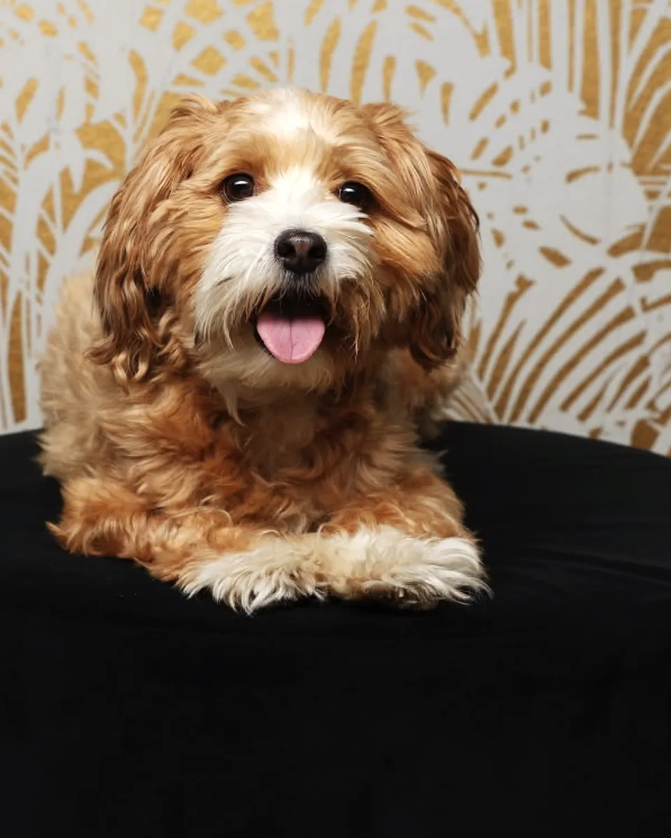 Praxishund Emil